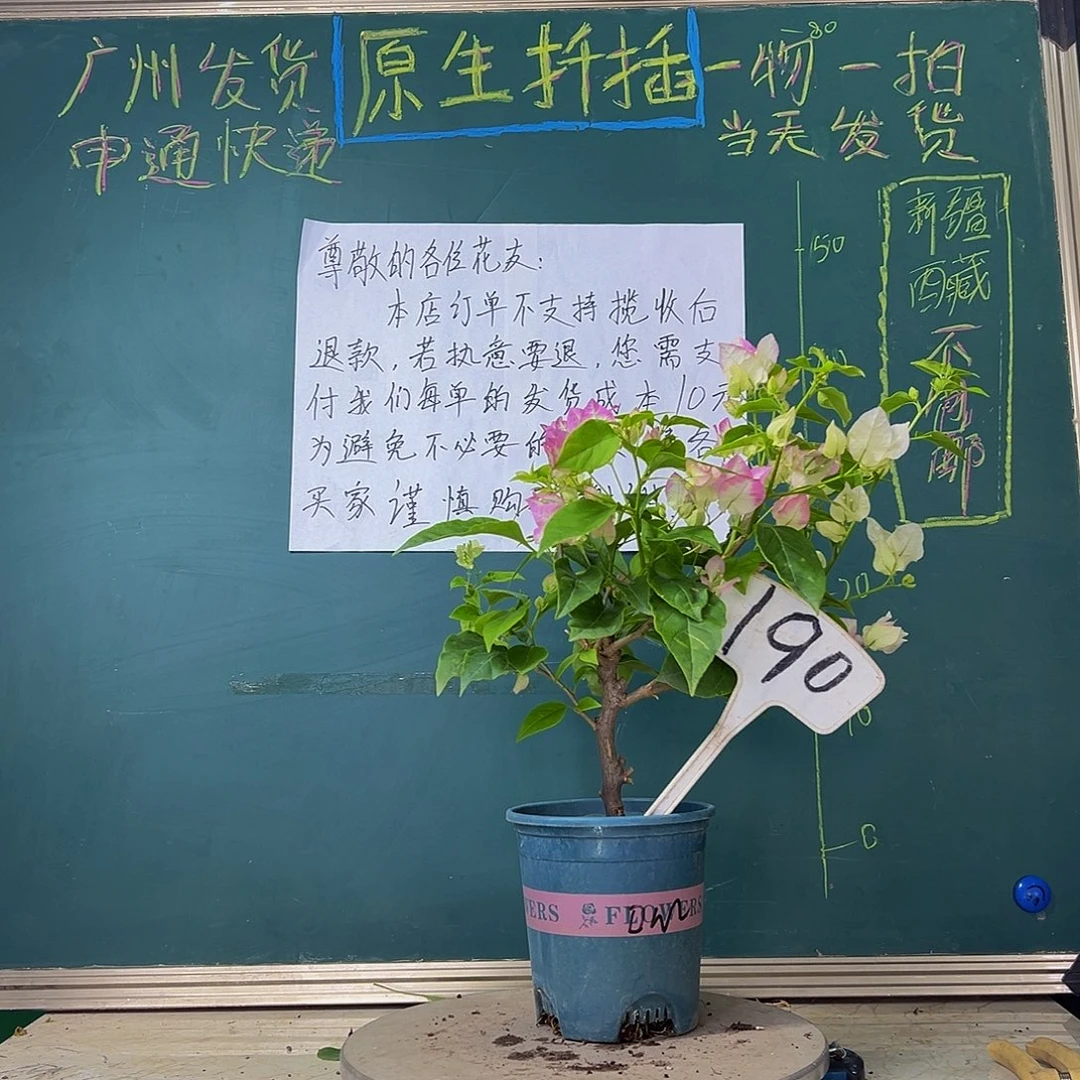 当前无花栽培后可以开花口红190