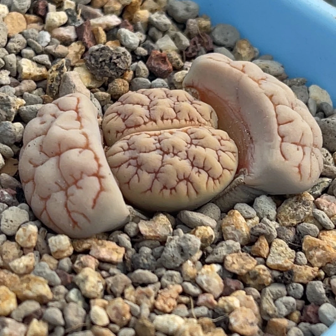 8336红纹凹凸189一颗