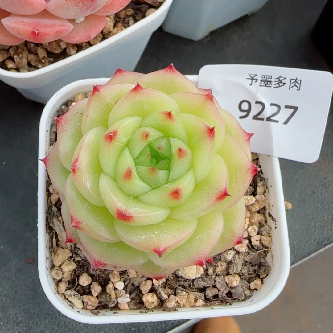杜若珍妮，9227多肉植物