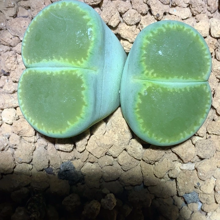 精品多肉植物全窗绿光阳