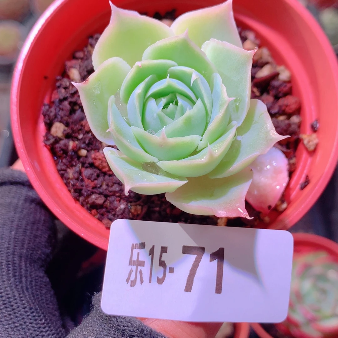 乐然15-71 蓝丝绒