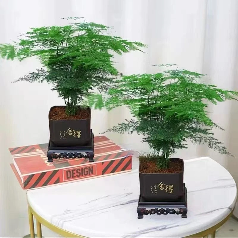 【买一送一到手2盆】文竹盆栽室内植物迷你办公室观叶植物四季常青