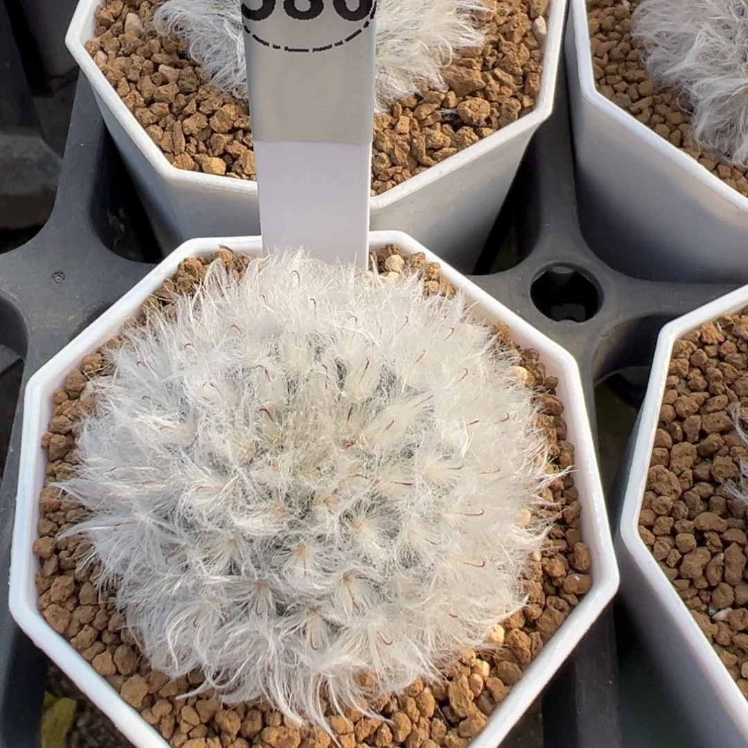 白云高砂多肉植物586