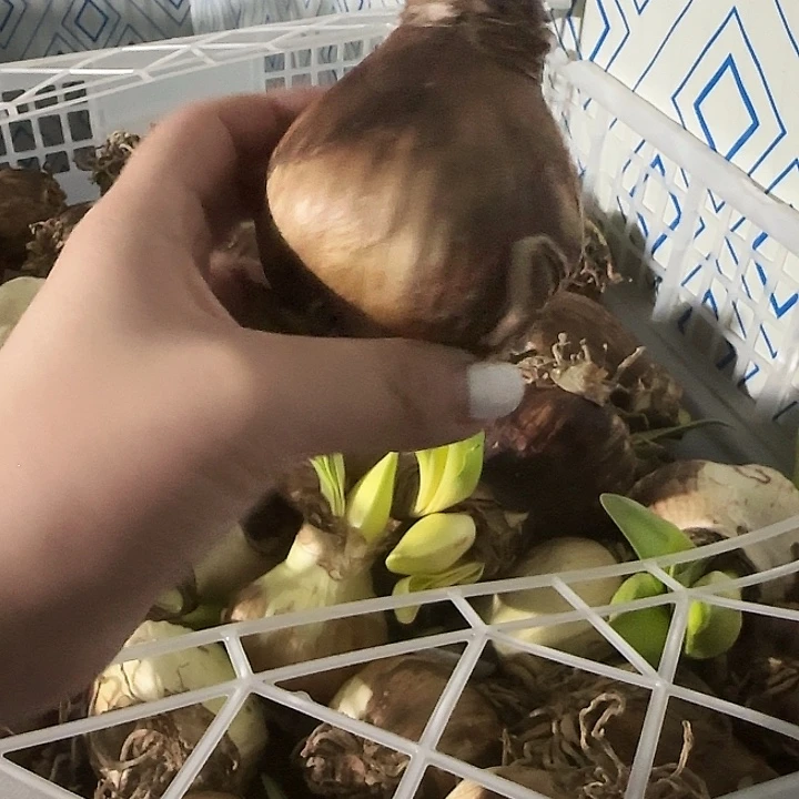 蒂卡莲花6公分左右花剑丑球