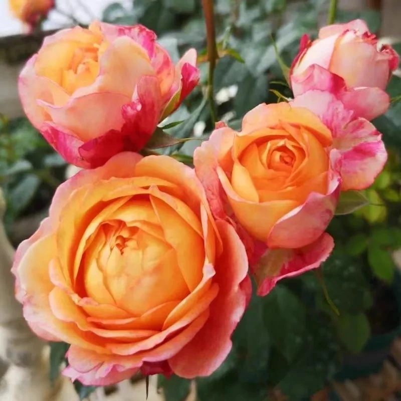 大花美人浓香月季盆栽四季开花多季节重复开放适合庭院阳台