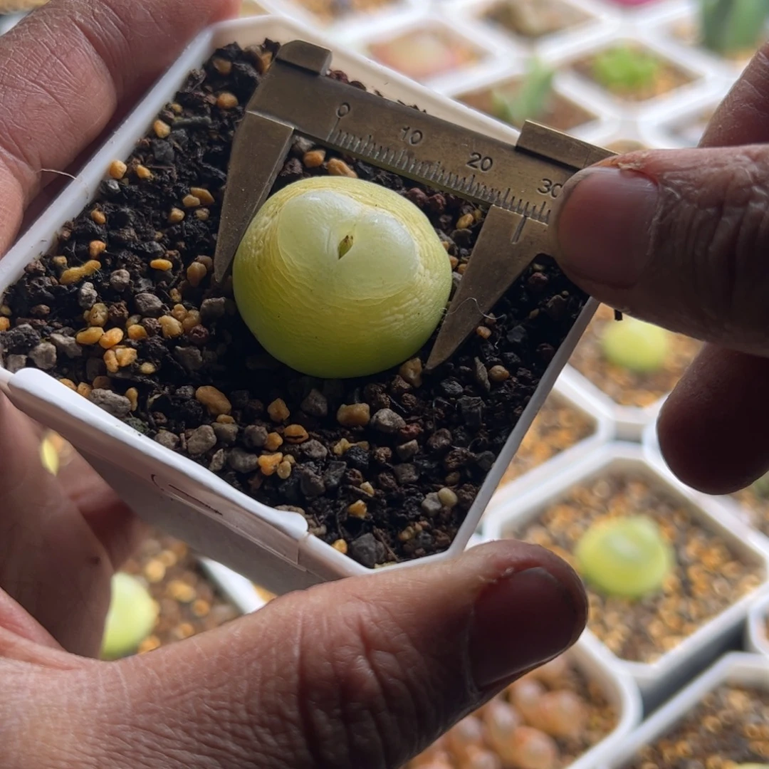 12.3大拉登多肉植物