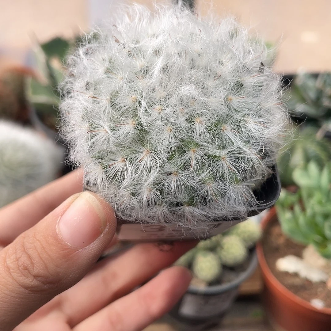 331白云高砂（满18元包邮）