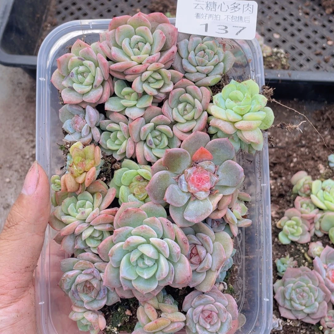 云糖心多肉植物137
