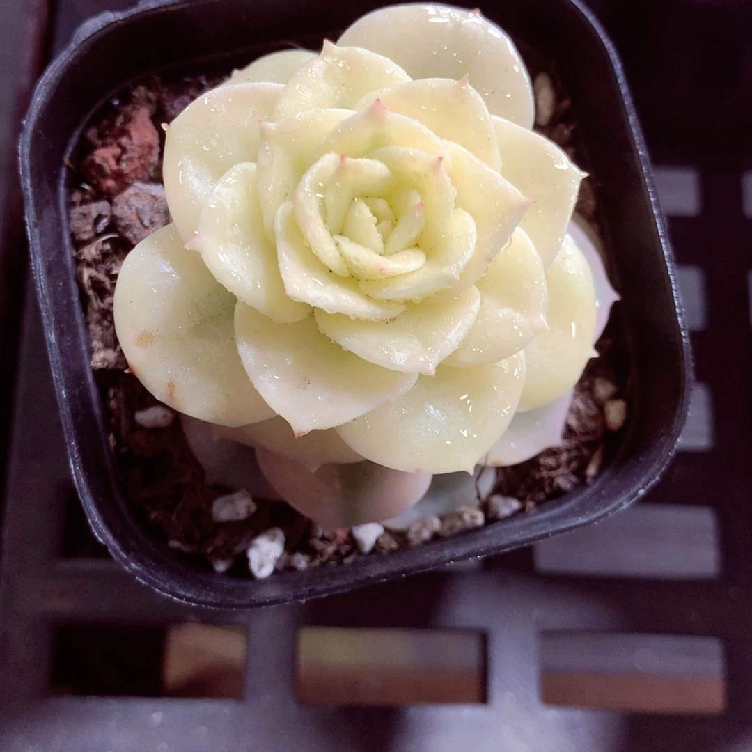 5厘米盆精控多肉711