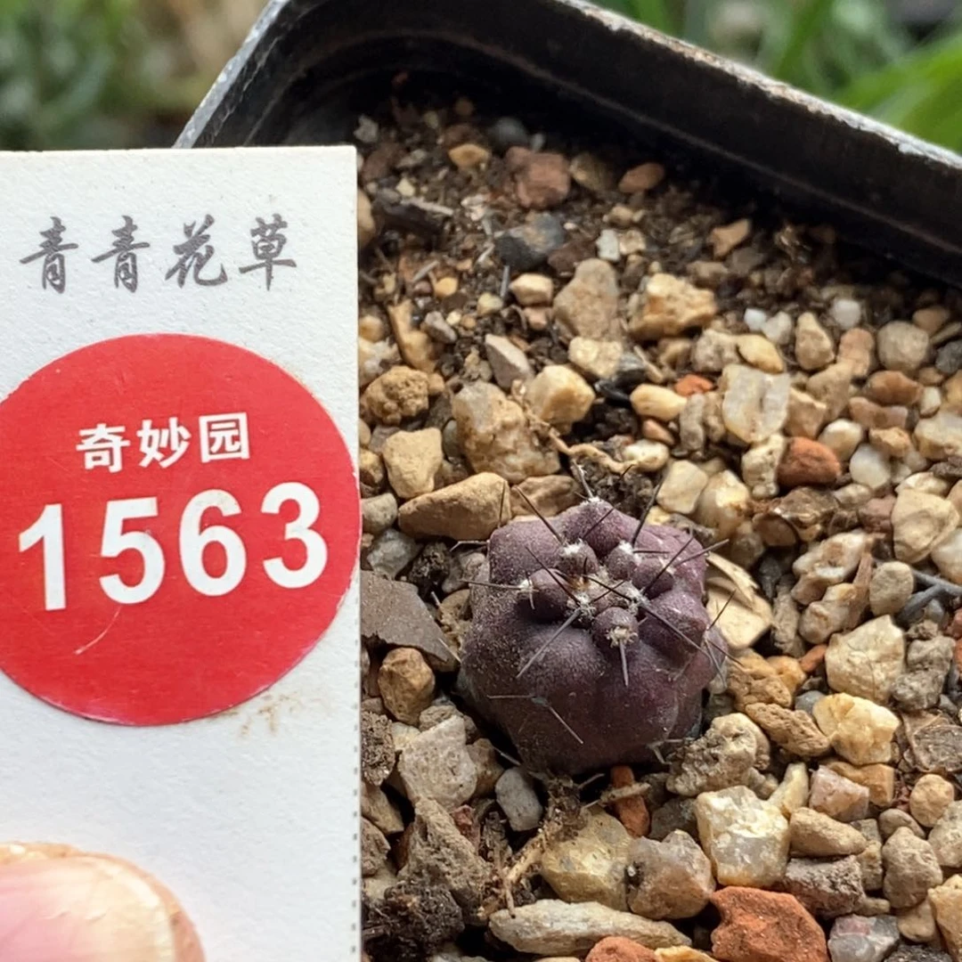 实生黑王1.4cm一棵仙人球