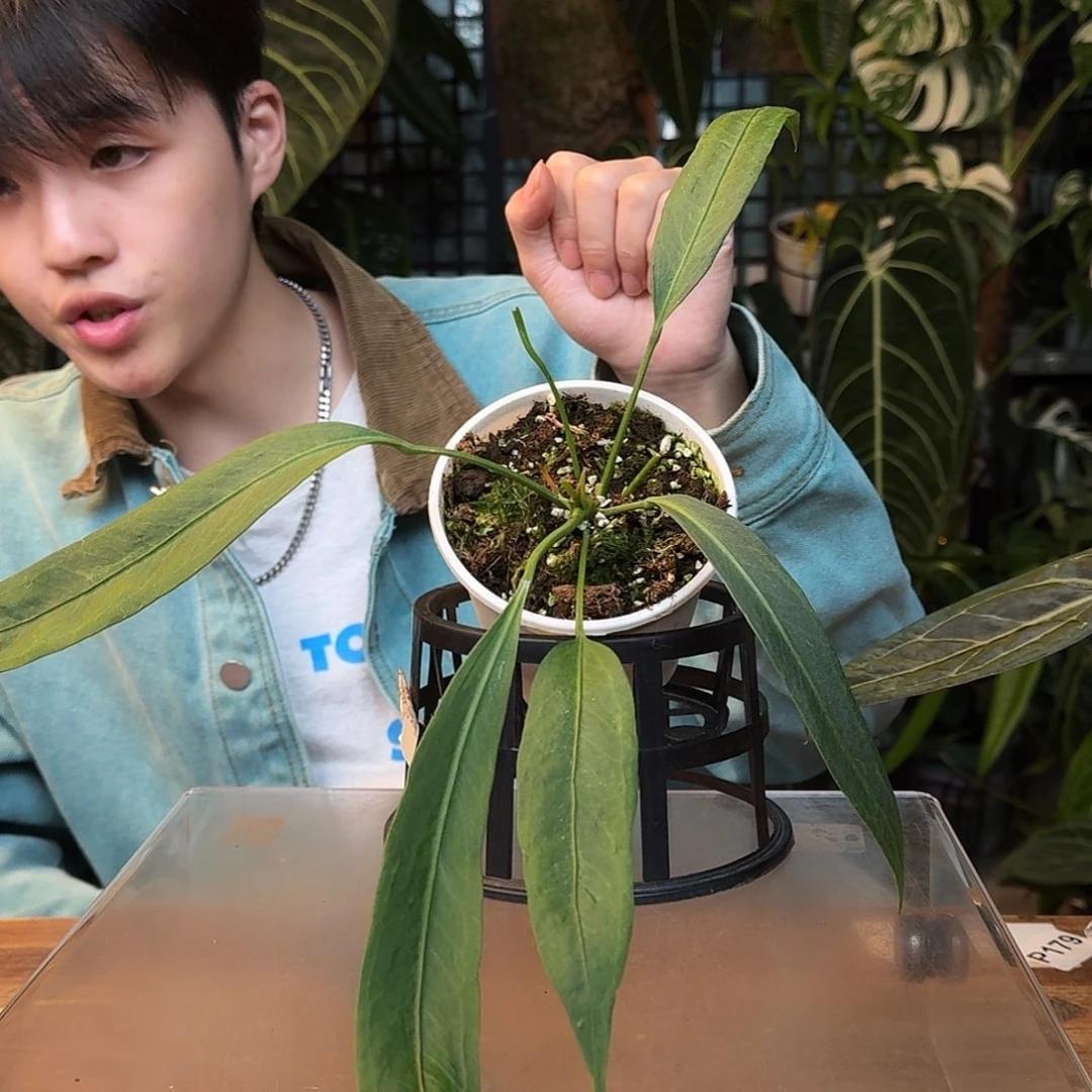 完全开放I155维塔领带
