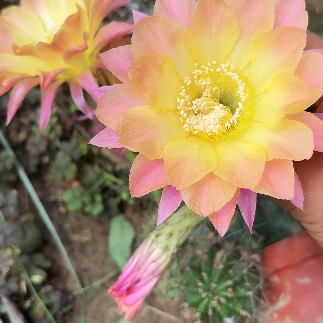 191 实生球20包邮瑕疵