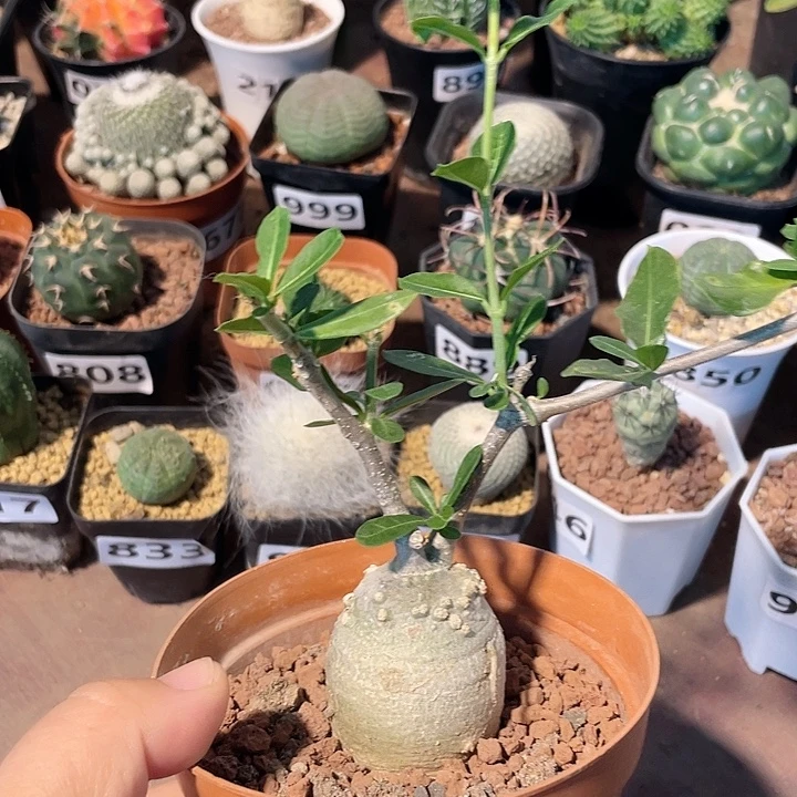 977火星人块根植物