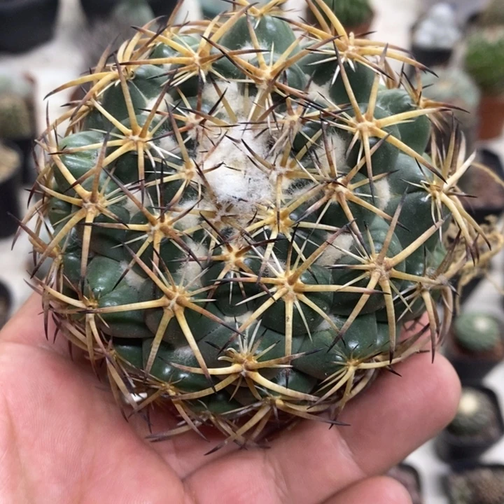 大号天丝象牙特价