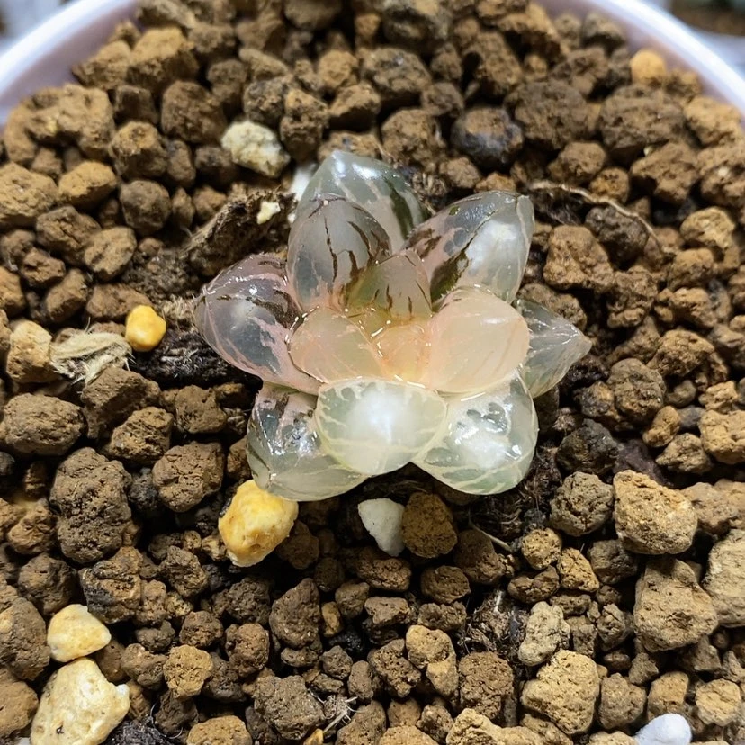 【闪购商品】30龙爪