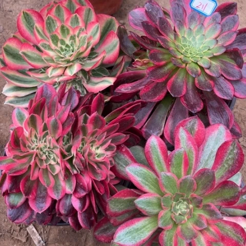 211多肉植物组合