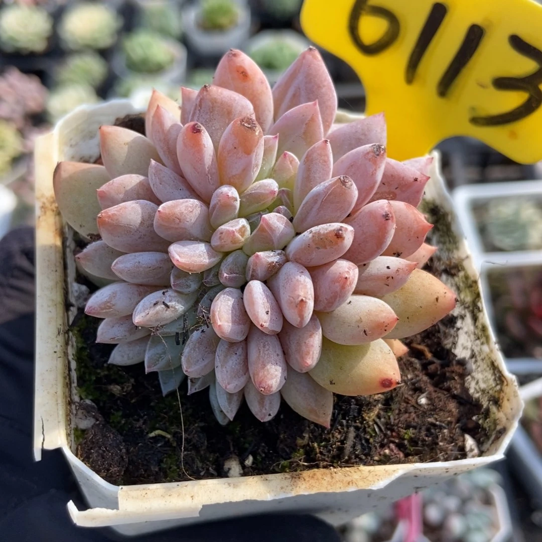 6113橙子缀多肉植物