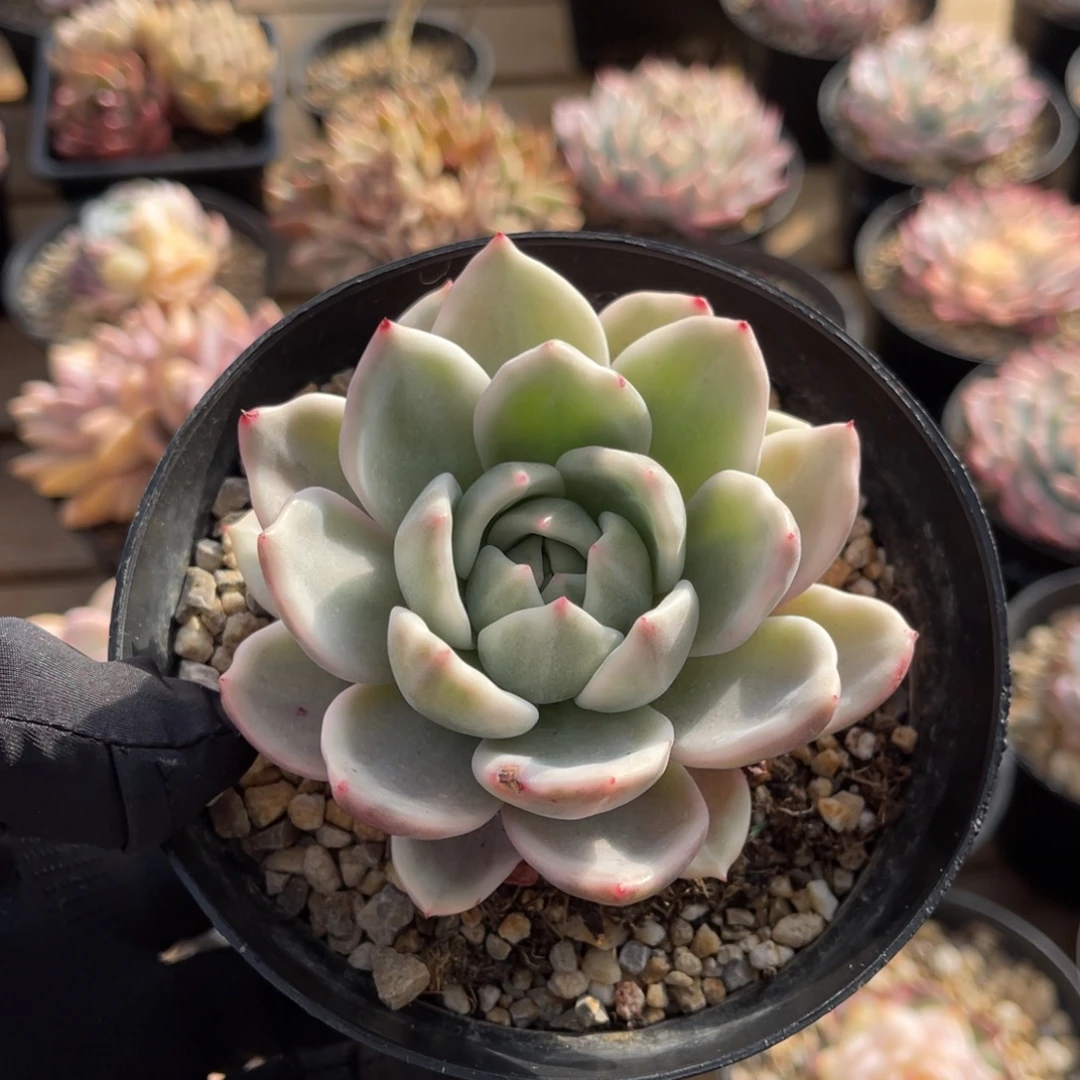 香槟锦一物一拍不支持退换