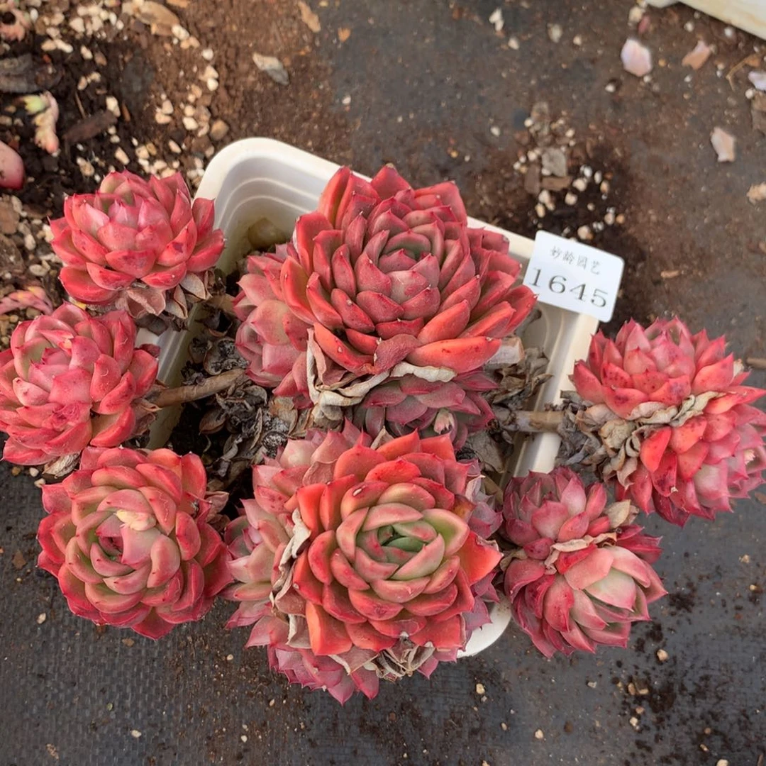 1645不包整散掉头不售后