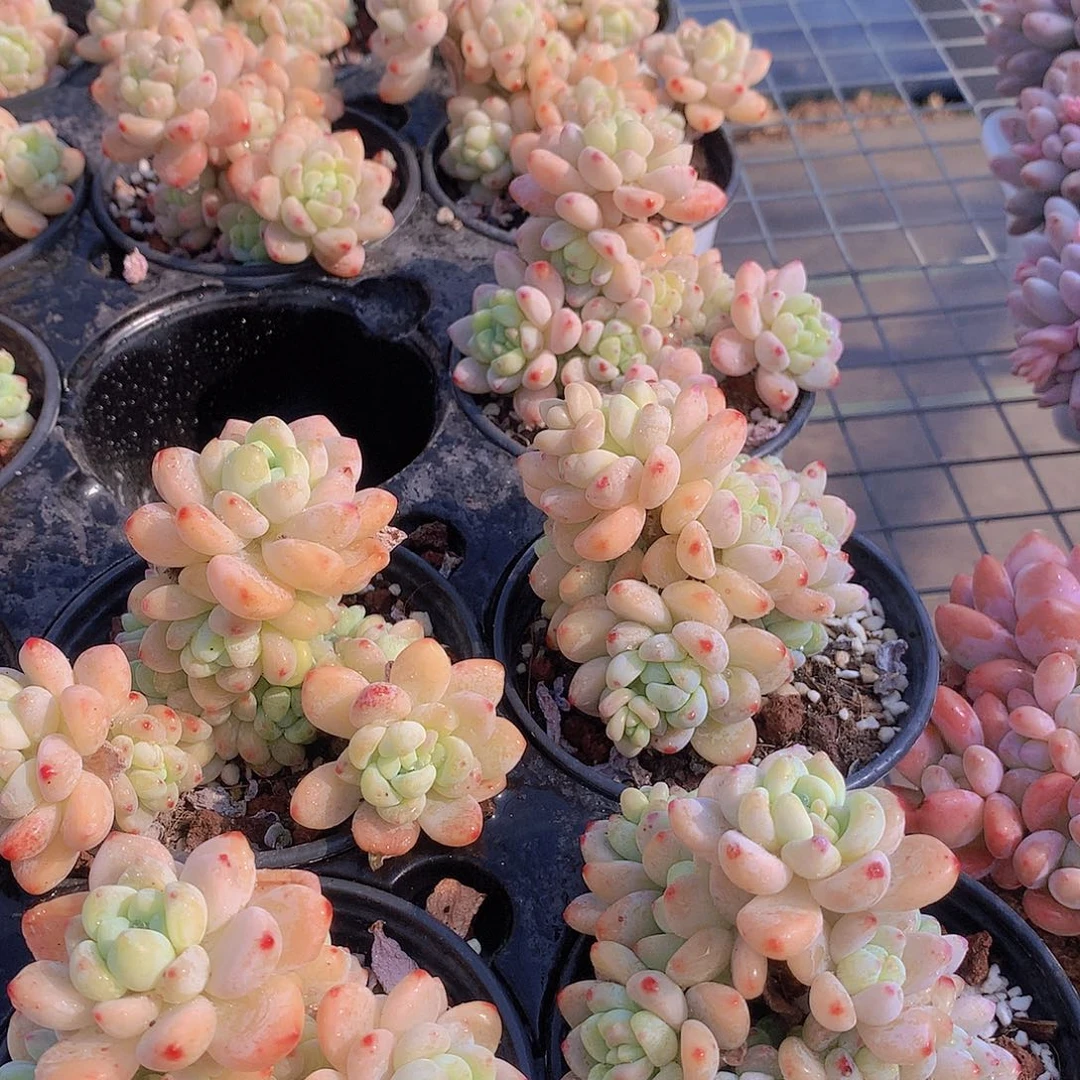 两颗罗琦2345678999990