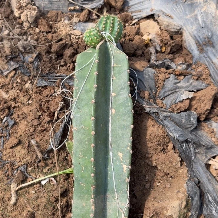 294嫁接新品丽花斑小斑不好虫咬