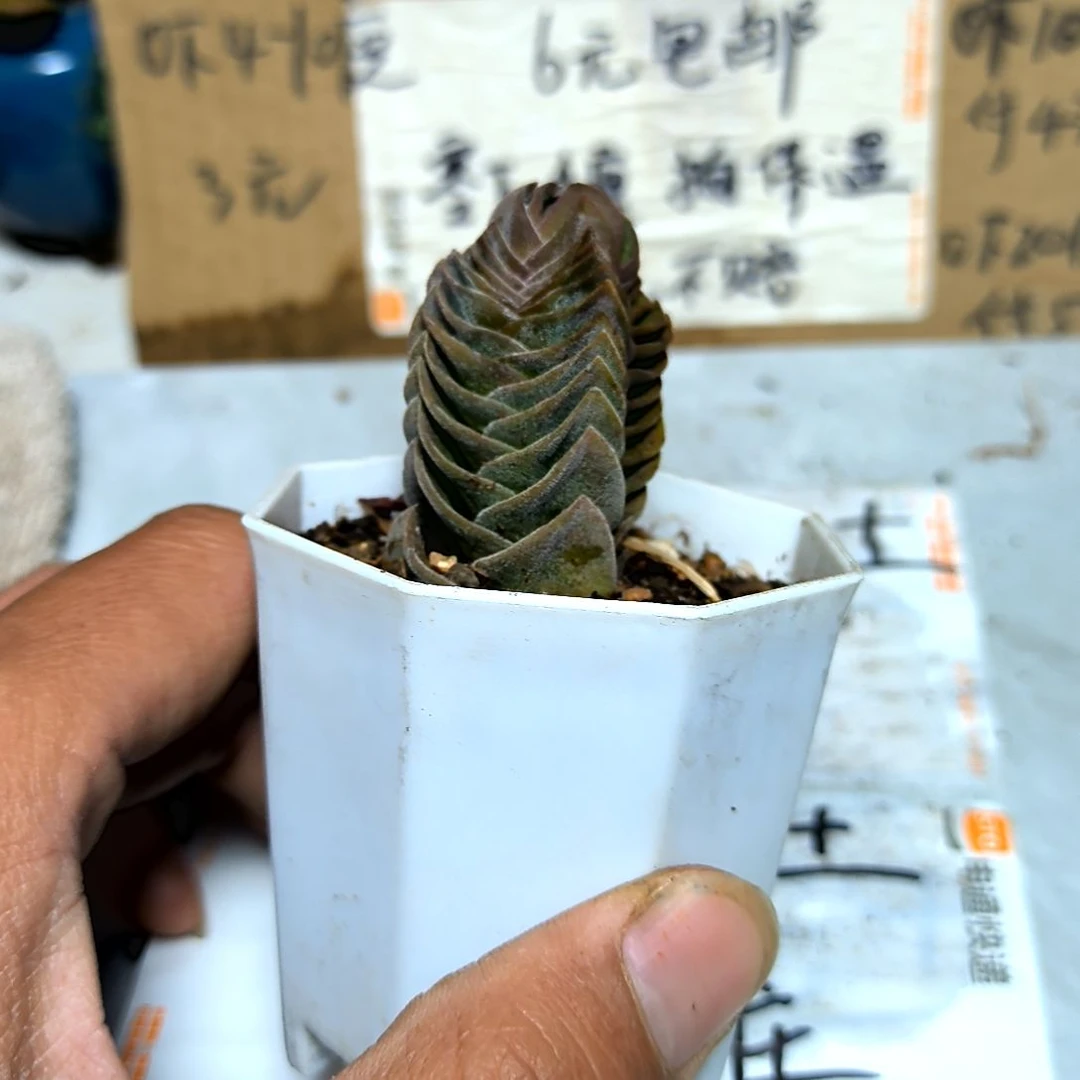 晓*满6元包邮，粉色可爱玫瑰老苗