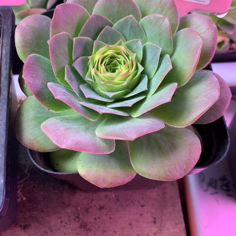 【闪购商品】F2月会员蓝珊瑚255