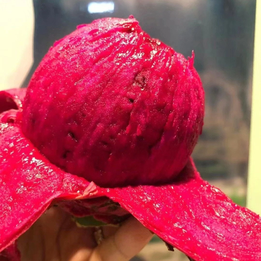 50号红心火龙果2个500g左右