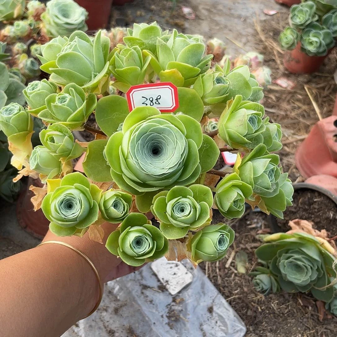 山地玫瑰不售后 388