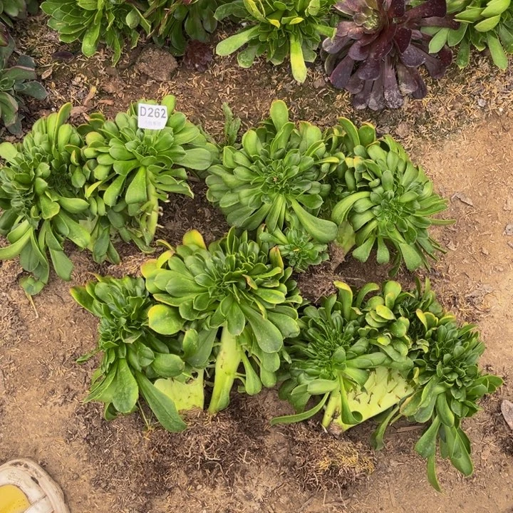 262小叶缀量多肉法师不包断枝