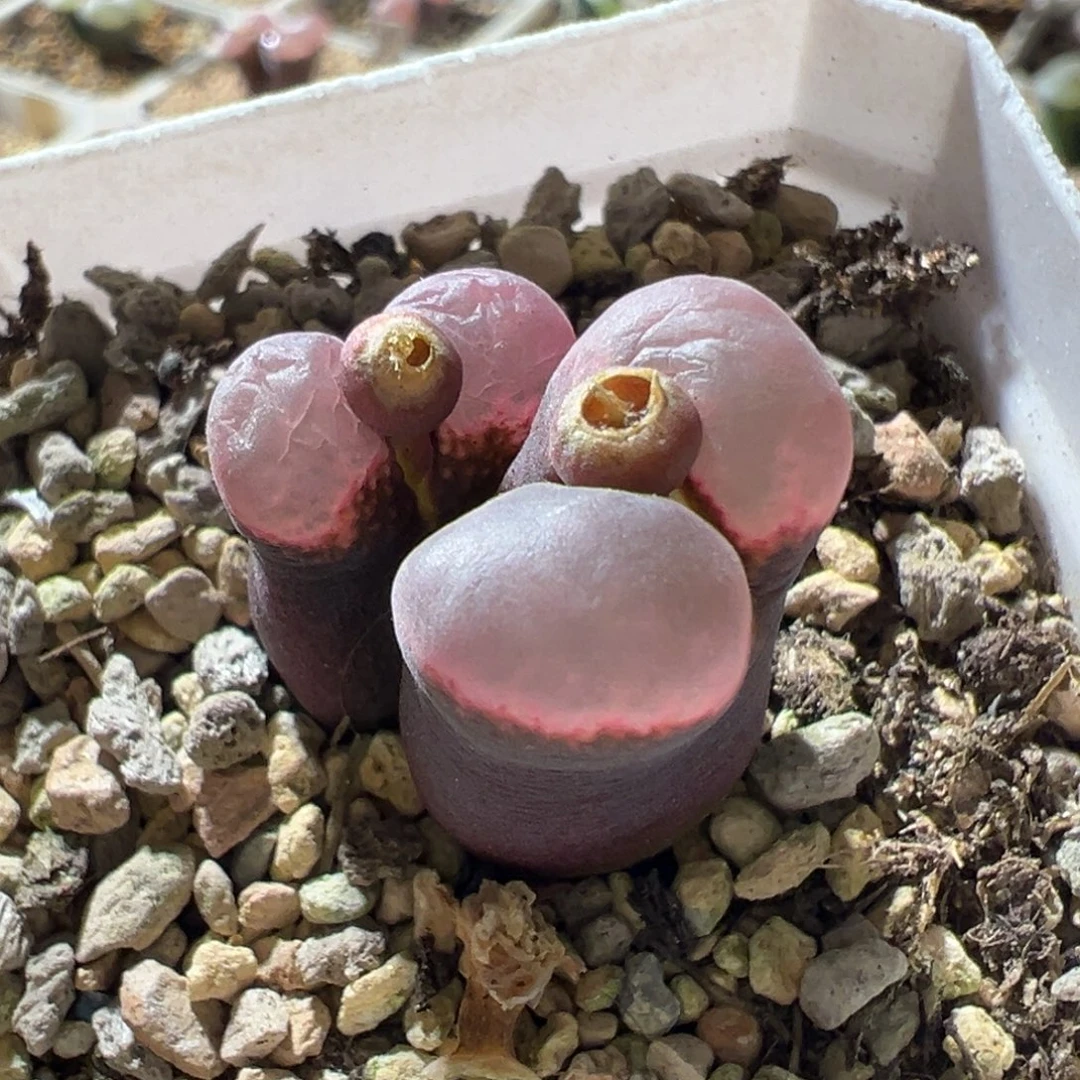 紫体粉窗 超美。15