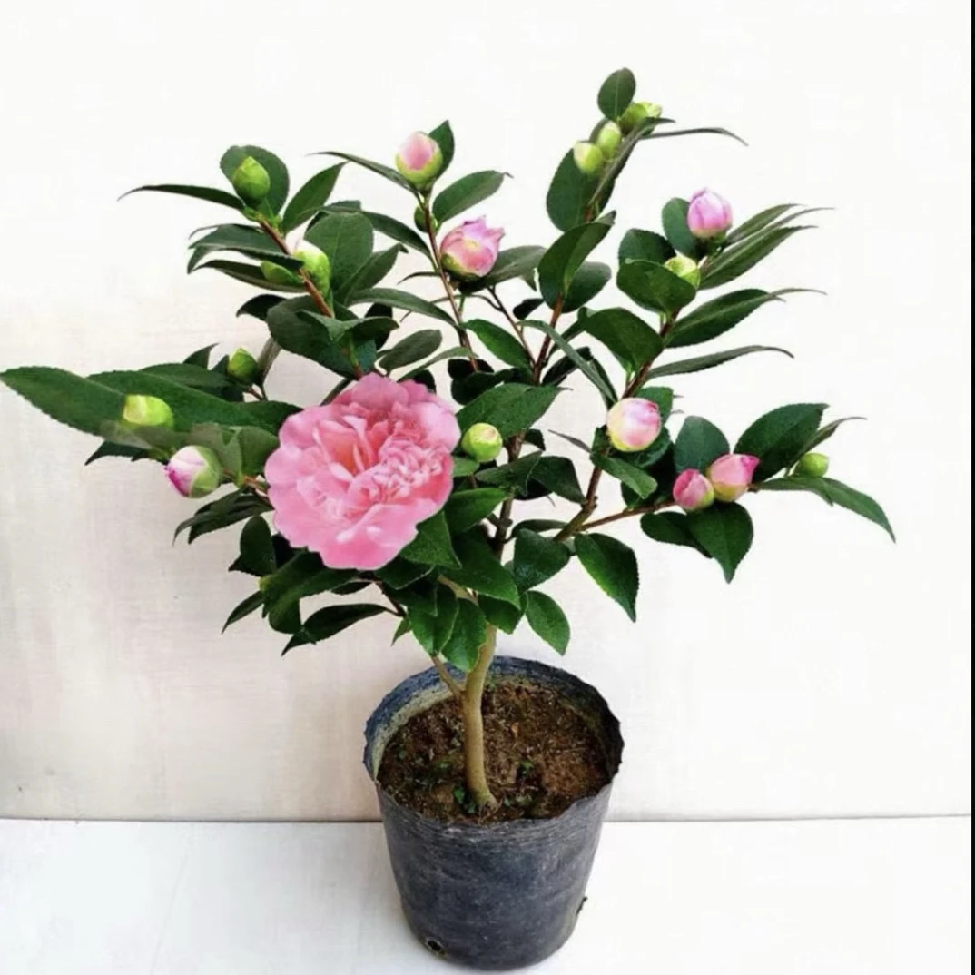 带花苞浓香型山茶花盆栽室内外好养耐寒耐热四季可养