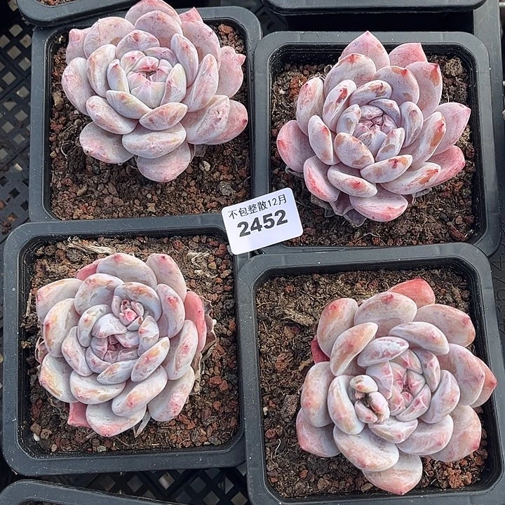 阿雅园艺。      2452梦露四颗