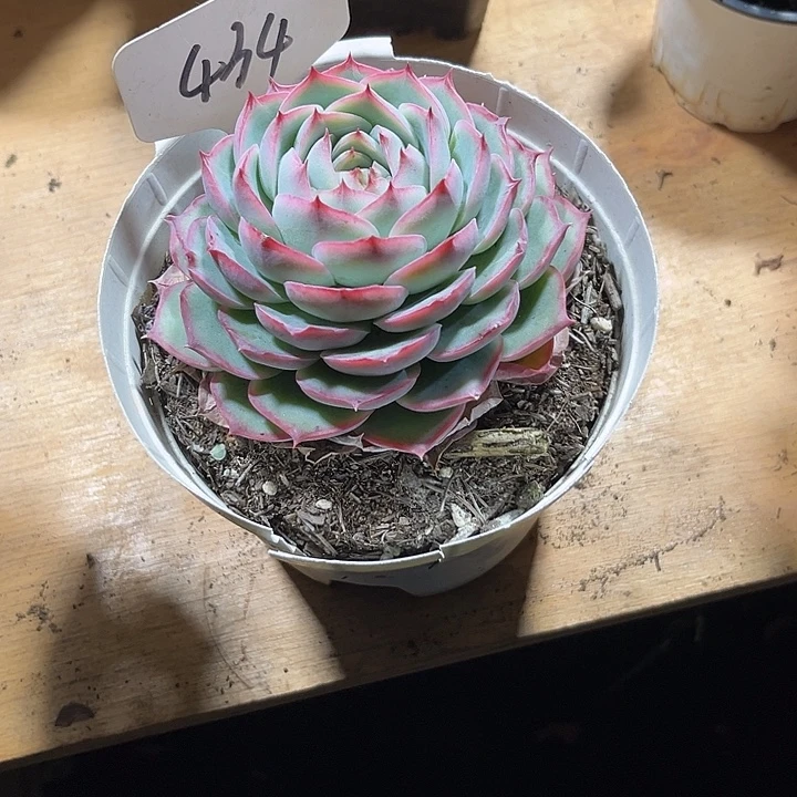 *****0000000000000000000434