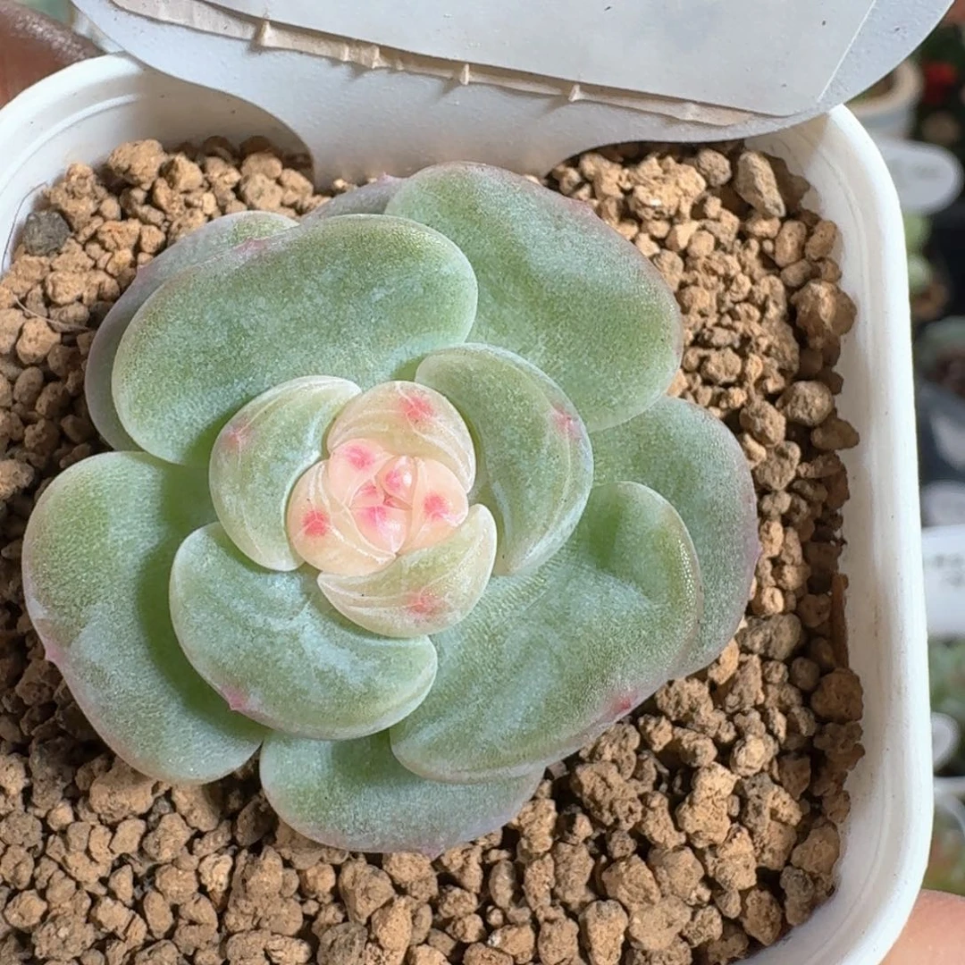 0628-084-汉白玉单头