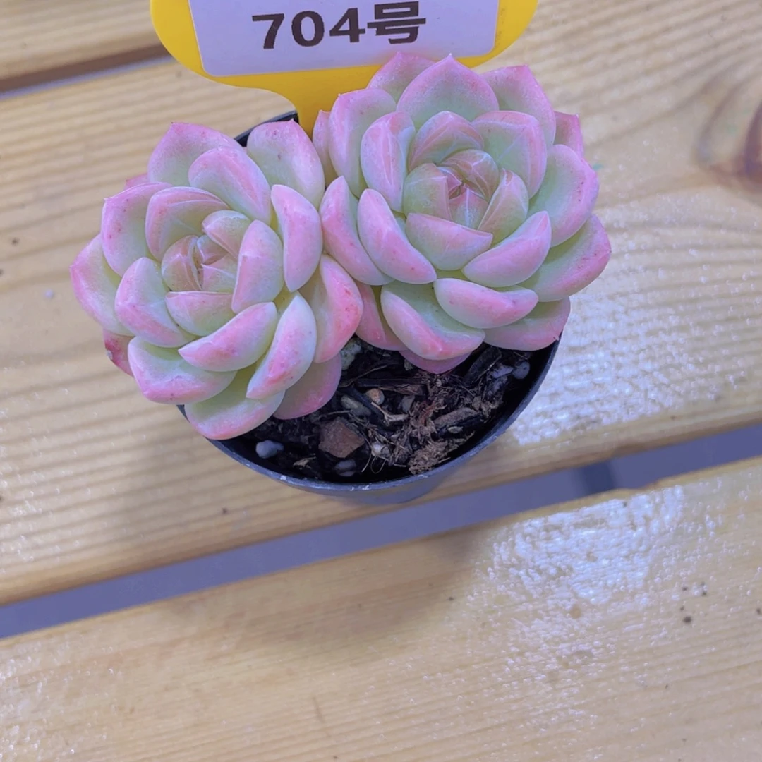 704号 全状态糖心雪团子