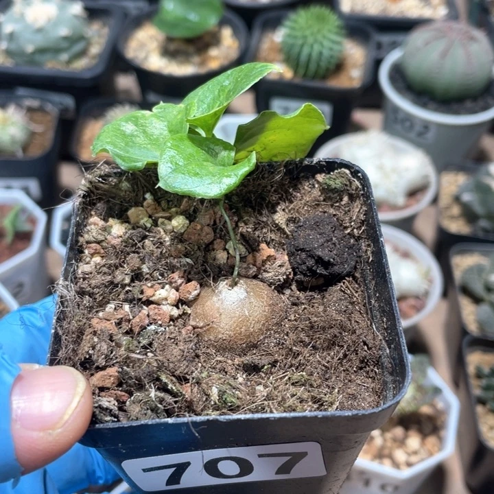 707南非龟甲块小苗