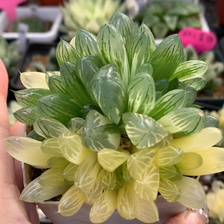 花火玉露锦带盆土发货