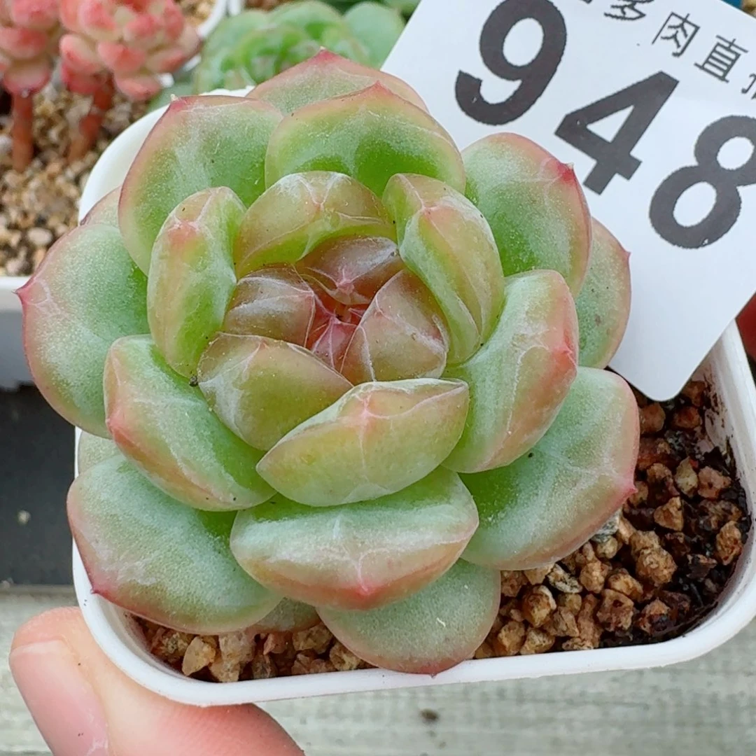 冰淇淋            精美多肉植物