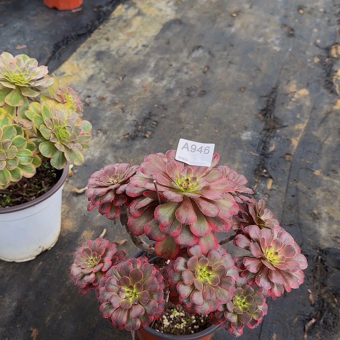 无花朵946女儿红送几个坎头苗