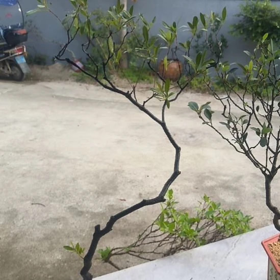 博***无花朵海  岛  春  花