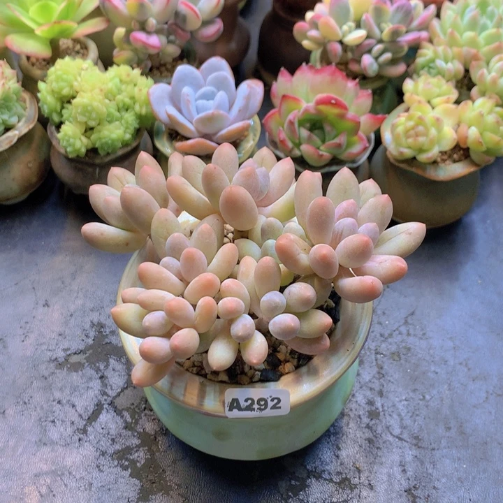 一物一拍含盆土满38包邮A292