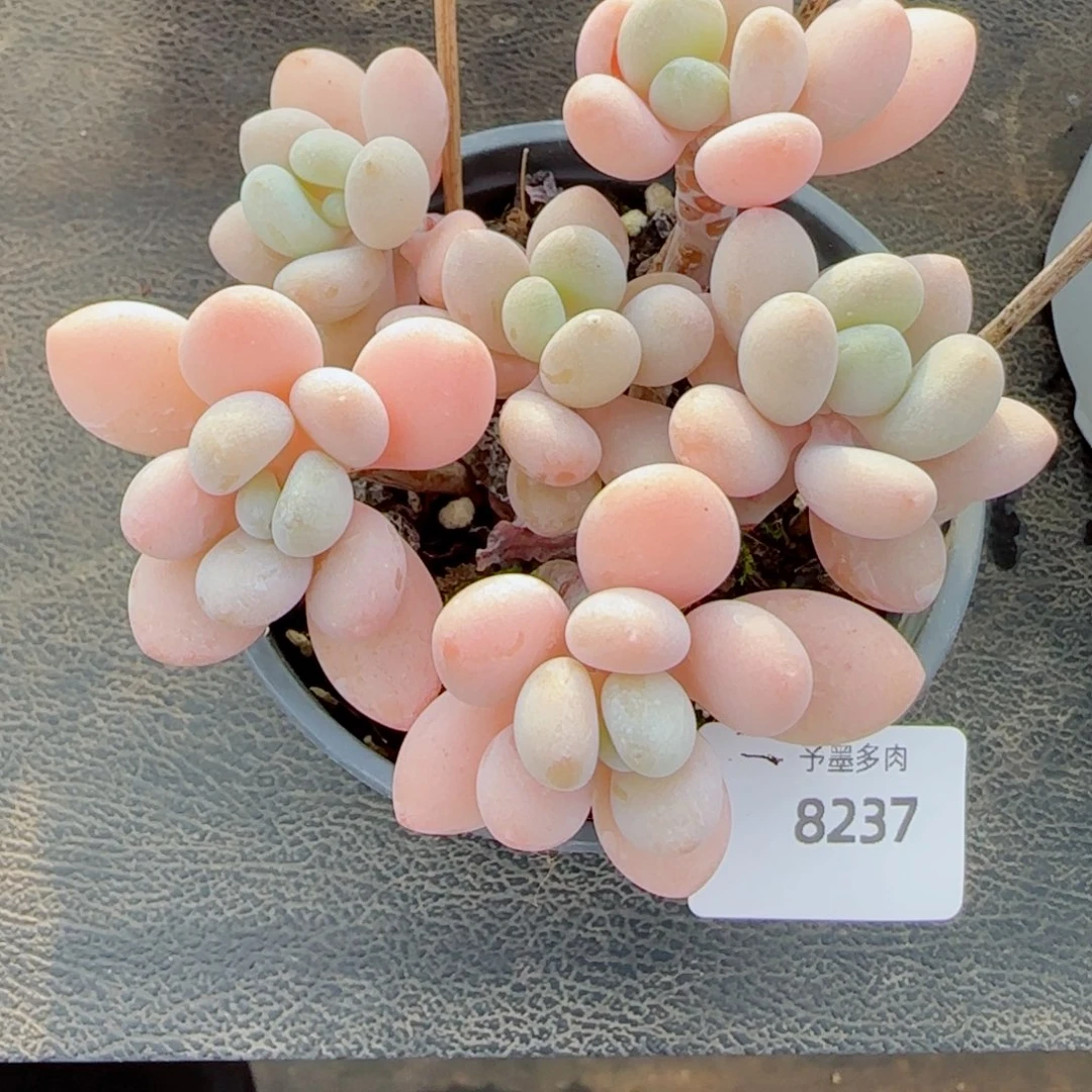 珍妮美人，8237多肉植物
