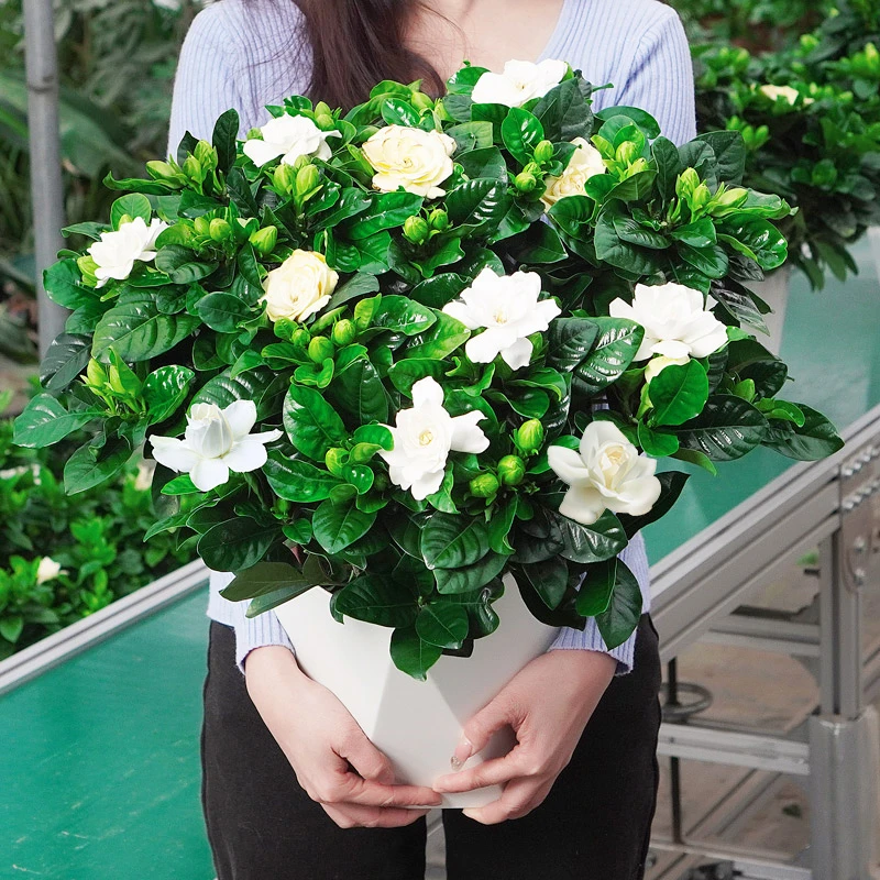 香水牡丹栀子花盆栽植物带花苞办公室内阳台开花卉好养浓香型树苗