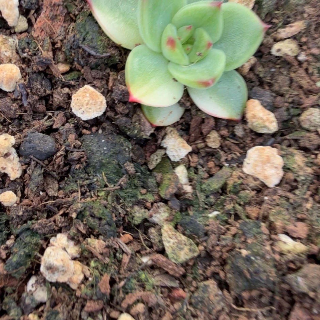 懒***名月亮石锦多肉锦植物