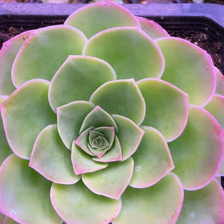 福利8厘米113434276733