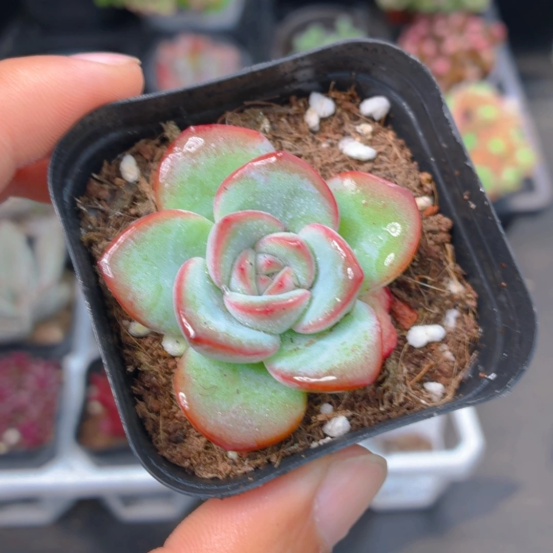 泡芙多肉9.9包邮发货