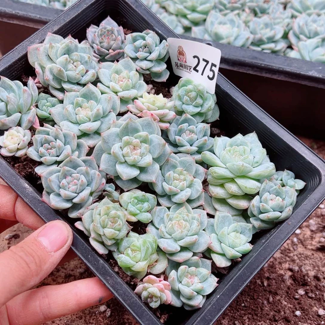 蜻***水多肉植物多肉植物