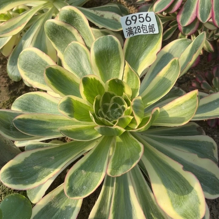 C.  6956燕姿多肉