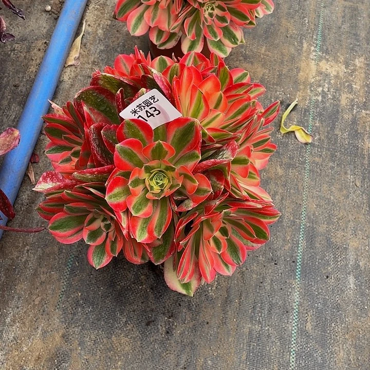 老*143多肉植物的生长